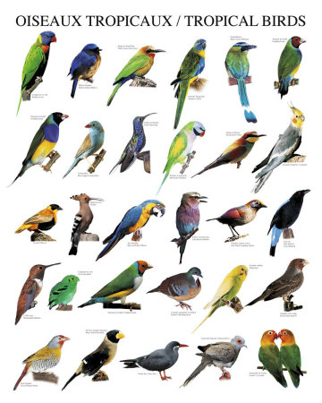 Type Of Birds