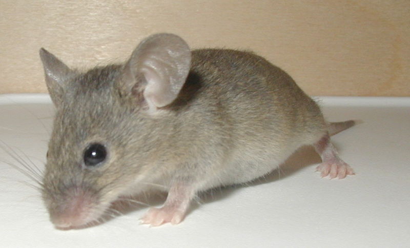 Mouse Animal